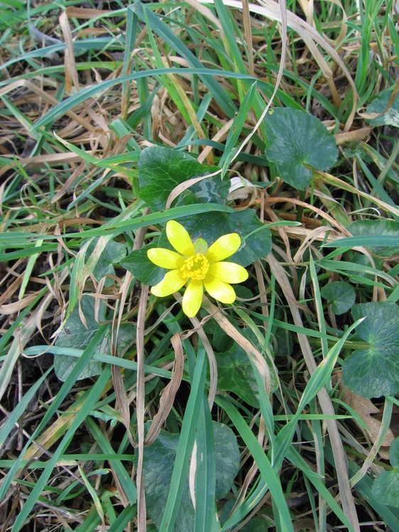 Ranunculus ficaria